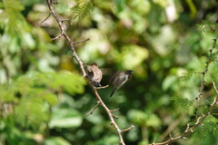 Spermestes cucullata