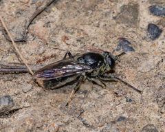 Myolepta nigra