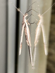 Zaprochilus australis