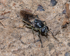 Myolepta nigra