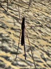 Zaprochilus australis