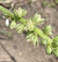 Albuca virens