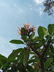 Plumeria rubra
