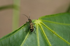 Chlorophorus annularis