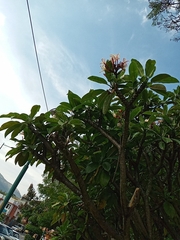 Plumeria rubra