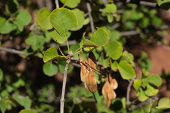 Fraxinus anomala