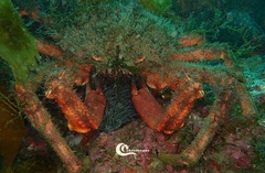 Maja brachydactyla