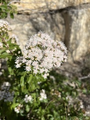 Ageratina havanensis
