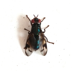 Senopterina
