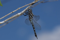 Rhionaeschna californica