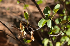 Fraxinus anomala