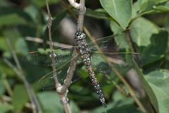 Rhionaeschna californica