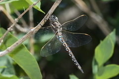 Rhionaeschna californica