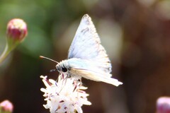 Heliopetes ericetorum