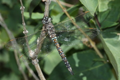 Rhionaeschna californica