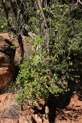 Fraxinus anomala