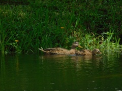 Anas platyrhynchos × fulvigula