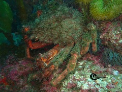 Maja brachydactyla