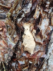 Lymantria dispar