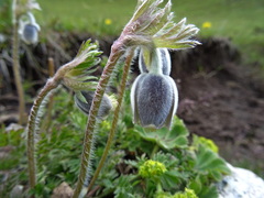 Pulsatilla campanella