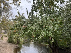 Pyrus