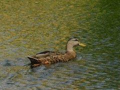 Anas platyrhynchos × fulvigula