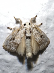 Lymantriinae