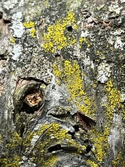 Candelariella efflorescens