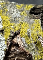 Candelariella efflorescens