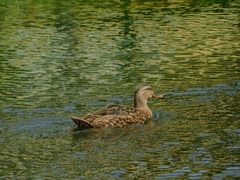 Anas platyrhynchos × fulvigula