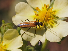 Oedemera