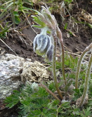 Pulsatilla campanella