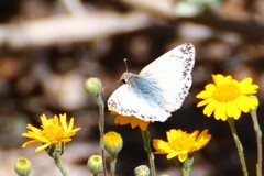 Heliopetes ericetorum