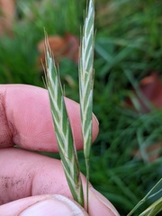 Bromus carinatus