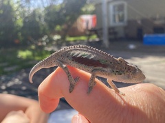 Bradypodion ventrale