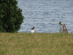 Megaceryle maxima maxima