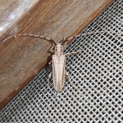 Pseudophaula strigulata