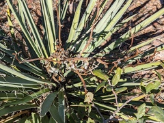Asparagaceae