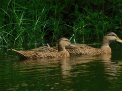 Anas platyrhynchos × fulvigula