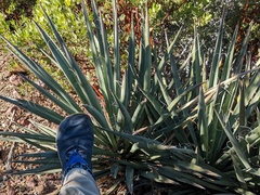 Asparagaceae