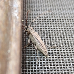 Pseudophaula strigulata