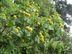 Podanthus ovatifolius