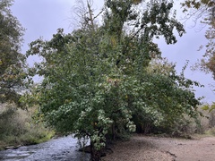 Pyrus