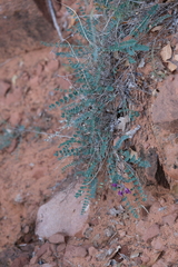 Astragalus zionis