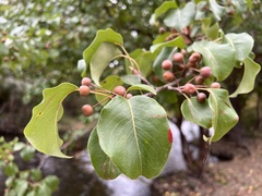 Pyrus