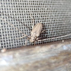 Pseudophaula strigulata