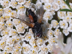 Eriothrix rufomaculata