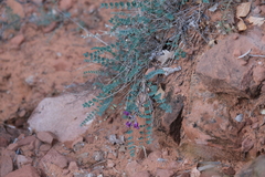 Astragalus zionis