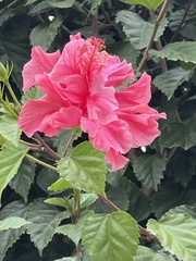 Justicia carnea