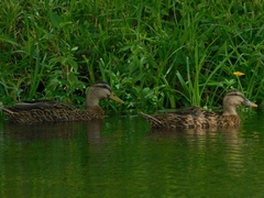 Anas platyrhynchos × fulvigula